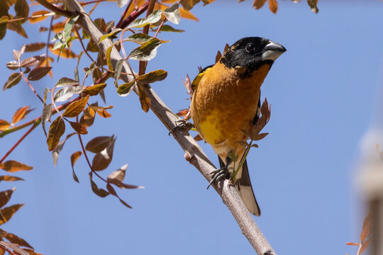 A Black headed Grosbeak perches in the spring sunshine on a branch with new red colored leaves growing from it.