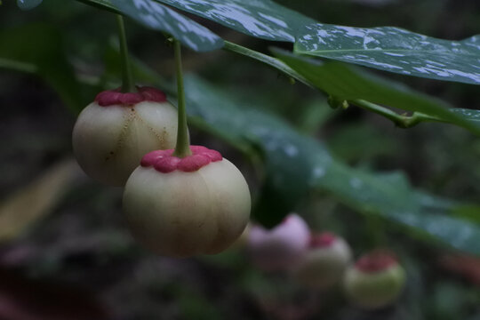 Closeup of Sandoricum koetjape blossoms in the blurred background