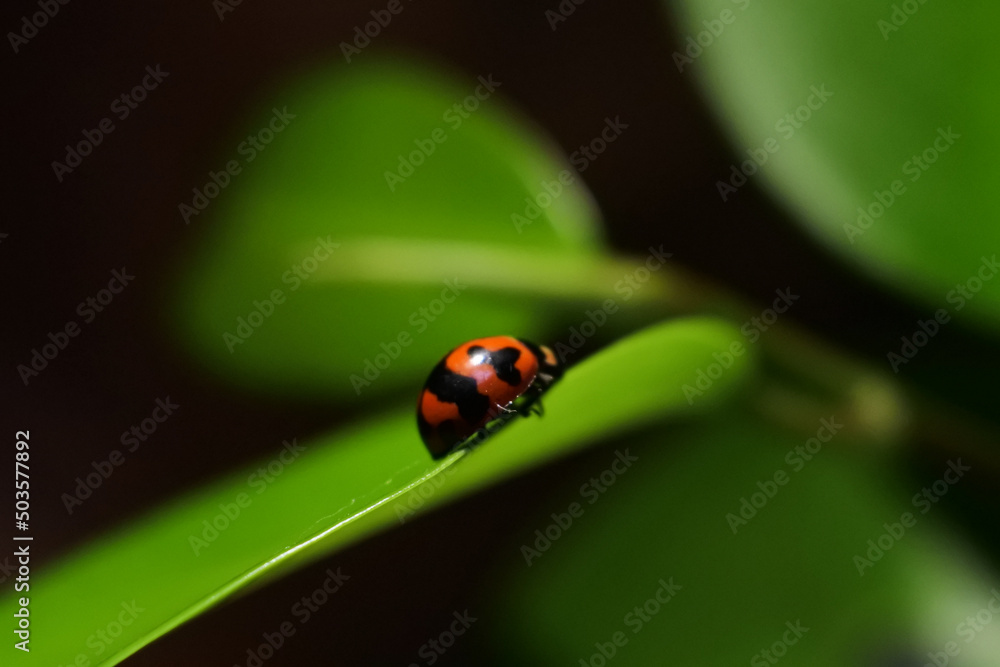 Poster macro shot of a ladybug on the leaf with a blurred background