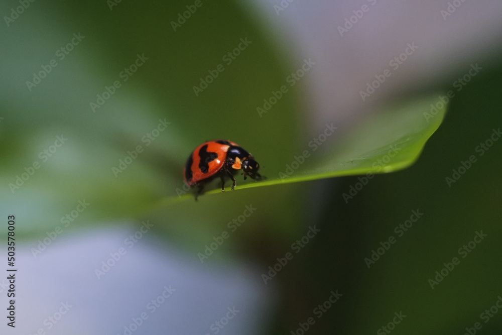 Poster macro shot of a tiny ladybug on the leaf with a blurred background