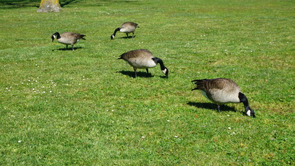 Geese and goslings