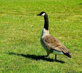 Geese and goslings