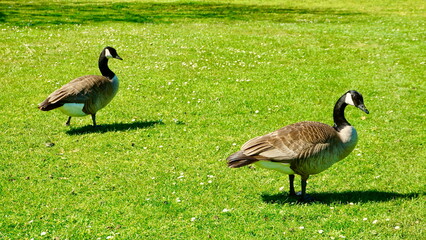 Geese and goslings