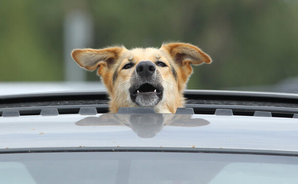 Dog Car Window