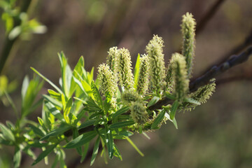 Flowers of Salix viminalis in sunny day. Blossom of the basket willow in the spring. Bright common...