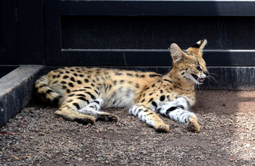 serval cat, cat from africa is a big cat