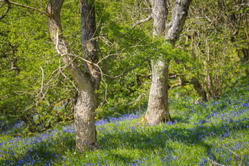 Bluebells at Wharfe and Oxenbar Woods above Feizor in the Yorkshire Dales