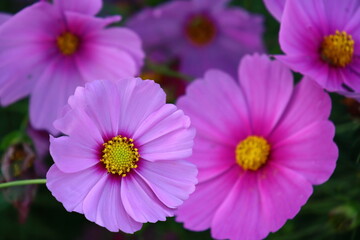 Obraz premium コスモス