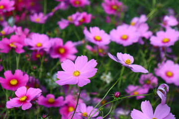 コスモス