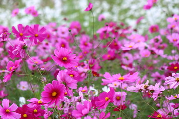 コスモス