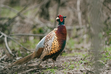 Pheasant in the wild