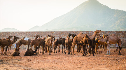 Camels at Pushkar Camel Fair (Pushkar Mela) in Pushkar, Rajasthan, India