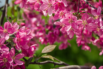 Flowering branches of paradise apple tree. Fruit tree. Photo of nature.