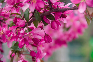 Flowering branches of paradise apple tree. Fruit tree. Photo of nature.