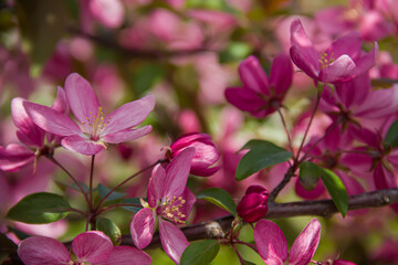 Flowering branches of paradise apple tree. Fruit tree. Photo of nature.