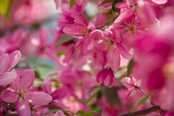 Flowering branches of paradise apple tree. Fruit tree. Photo of nature.