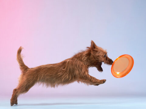 Funny active dog jumping with disk. happy australian terrier on color background