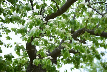 Swida controversa (Cornus controversa) flowers.Cornaceae deciduous tree. Many four-petaled white florets bloom from May to June.