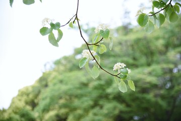 Swida controversa (Cornus controversa) flowers.Cornaceae deciduous tree. Many four-petaled white florets bloom from May to June.
