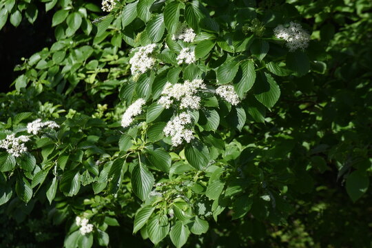 Swida controversa (Cornus controversa) flowers.Cornaceae deciduous tree. Many four-petaled white florets bloom from May to June.
