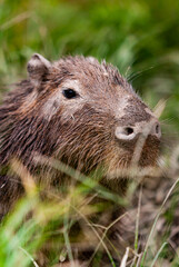 Capivara