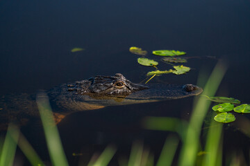 Alligator 