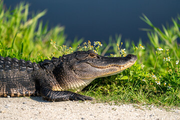 Alligator 