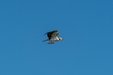 Osprey