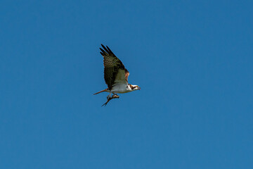 Osprey