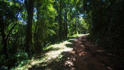 Fototapeta premium Parque Estadual da Cantareira