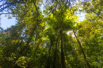 Parque Estadual da Cantareira