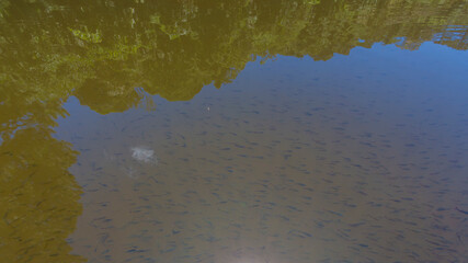SÃO PAULO, SP, PARQUE ESTADUAL DA CANTAREIRA - Trilha entre Águas Claras e Pedra Grande. Lago das Carpas.. São Paulo. Foto: Ormuzd Alves