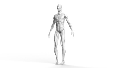 3D illustration of male body musculature on white background.