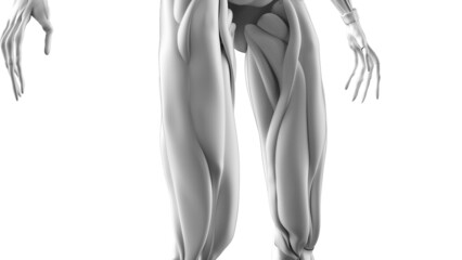 3D illustration of male body musculature on white background.