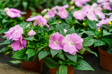 Purple impatiens hawkeri, the New Guinea impatiens in bloom in plant pots in the garden center....