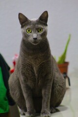Gato Fumacinha