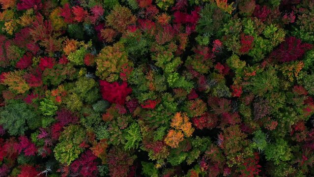 Aerial drone footage, looking down over beautiful fall foliage starting to change colors, in this forest of New England.