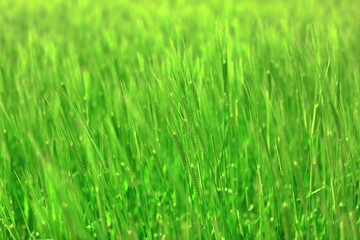 4월에 무르익어가는 청보리밭