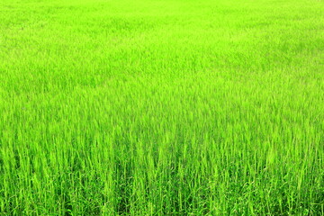 4월에 무르익어가는 청보리밭