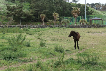 제주의 공원에서 평화롭게 뛰어노는 제주마