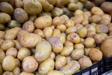 Closeup of fresh organic yellow potatoes on counter of farm market for sale. Rich harvest concept. Healthy organic product..
