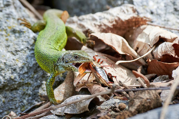 European green lizard (Lacerta viridis) feeding with a Cockchafer beetle (Melolontha melolontha)