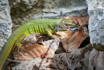 European green lizard (Lacerta viridis) feeding with a Cockchafer beetle (Melolontha melolontha)