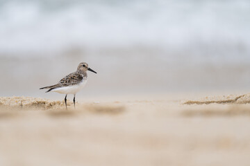 Small Seagull on Beach Sand