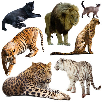 Set of wild mammals animals from cat family isolated on white background