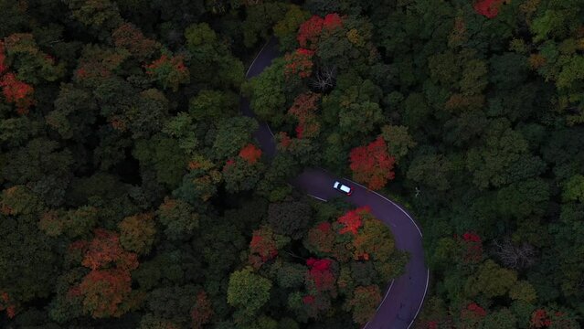 Aerial drone footage, looking down over beautiful fall foliage starting to change colors, as a windy road weaves it's way through this forest of New England.