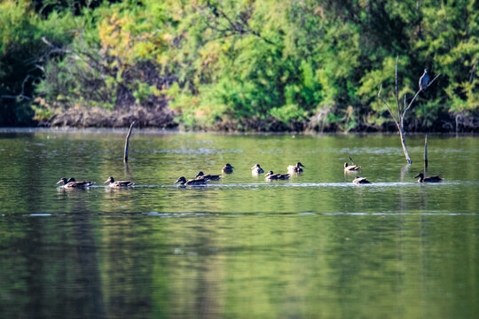 Beautiful view of ducks dopping on the lak