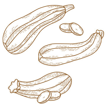 collection Vegetable marrow. oblong striped zucchini and chopped pieces of vegetables. Vector illustration. isolated Linear hand drawing in doodle style, outline for design, decor and decoration