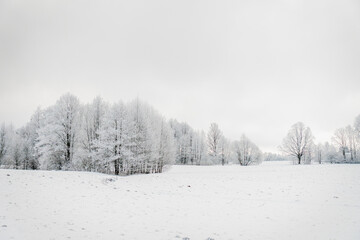Fototapeta premium snow covered trees