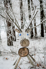 Wood deer in the forest in winter